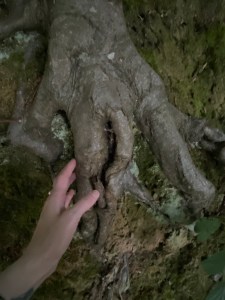 Tree root like a hand. Copyright Joanne Bourke 2024